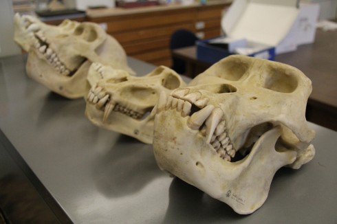 AnthropologyLab002