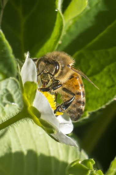 Bee Watchers  May-June
