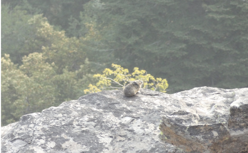 a photo of a pika animal outdoors